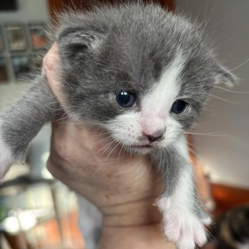 A baby small-sized female Gray / Blue / Silver Domestic Short Hair cat named Shimmer Lion for adoption in Providence, RI
