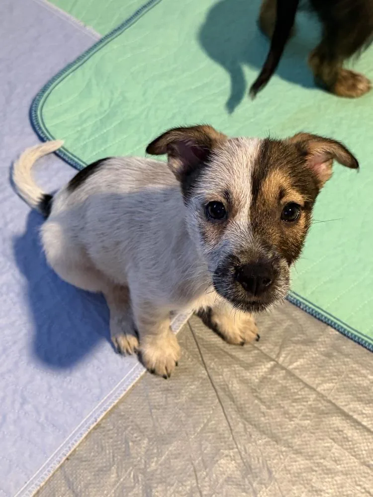 A baby small-sized male Terrier dog named Stitch for adoption in Thornton, CO