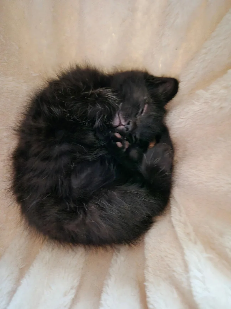 C Litter Bridget thumbnail 3