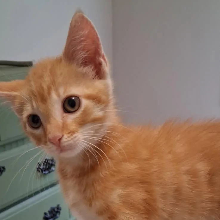 A baby small-sized male Orange / Red Domestic Short Hair cat named Hash Brown Hank Pine for adoption in Cartersville, GA