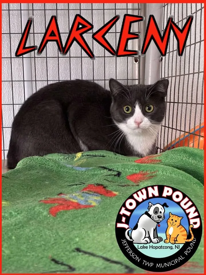 A baby medium-sized female Domestic Short Hair cat named Outlaws Larceny for adoption in Lake Hopatcong, NJ