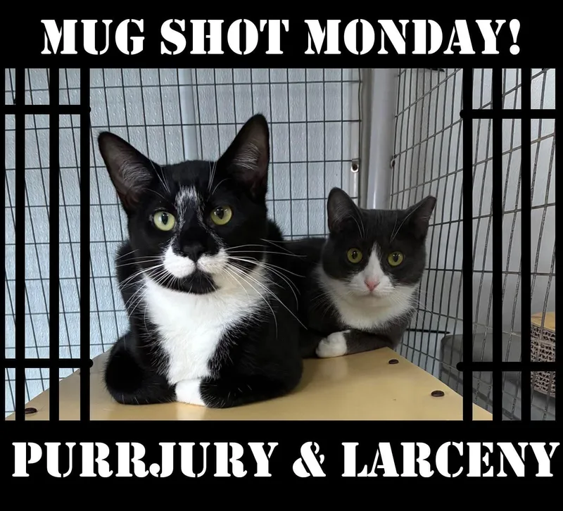 Outlaws  Larceny  thumbnail 5