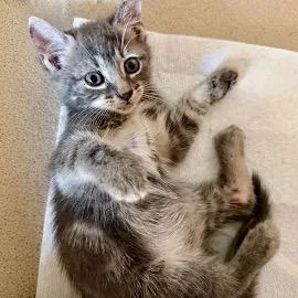 A baby small-sized female Gray / Blue / Silver Domestic Short Hair cat named Tiny Tina for adoption in Middle Village, NY