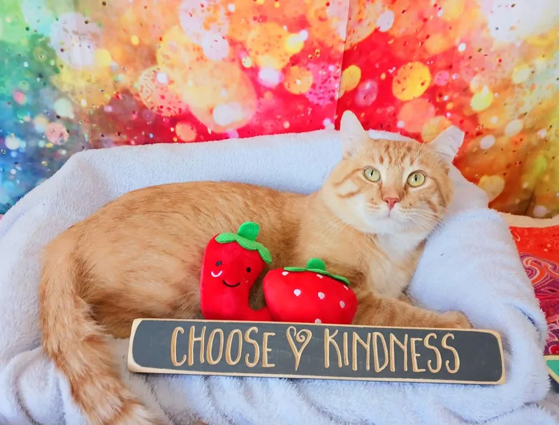 An adult large-sized male Orange / Red Tabby cat named Sir Flame for adoption in Miami, AZ