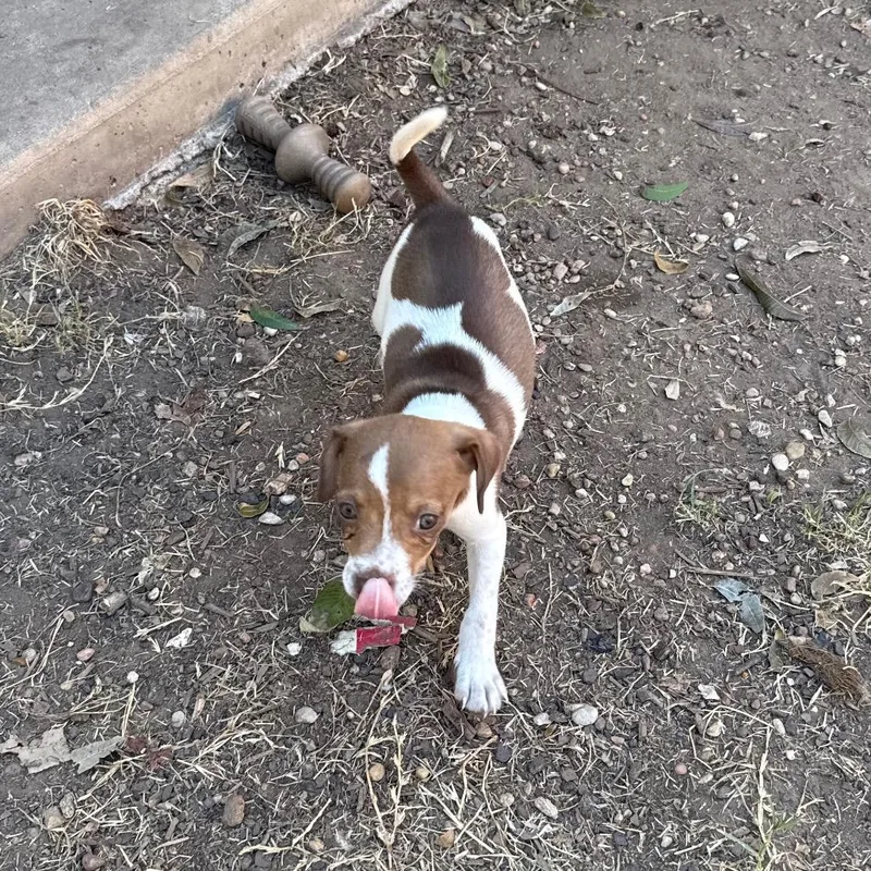A baby small-sized male Rat Terrier dog named Allspice for adoption in Bastrop, TX