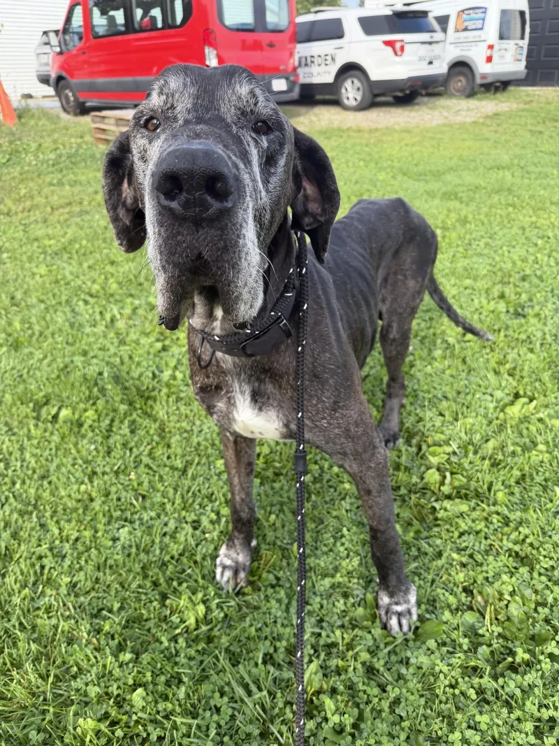 A senior extra large-sized male Great Dane dog named Chief for adoption in Wooster, OH