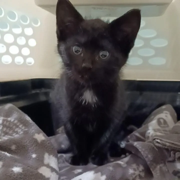 A baby small-sized female Black Domestic Short Hair cat named Ruth for adoption in Oak Park, IL