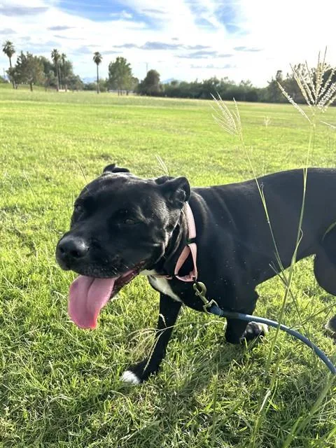 An adult large-sized female Pit Bull Terrier dog named Kalifa for adoption in Phoenix, AZ