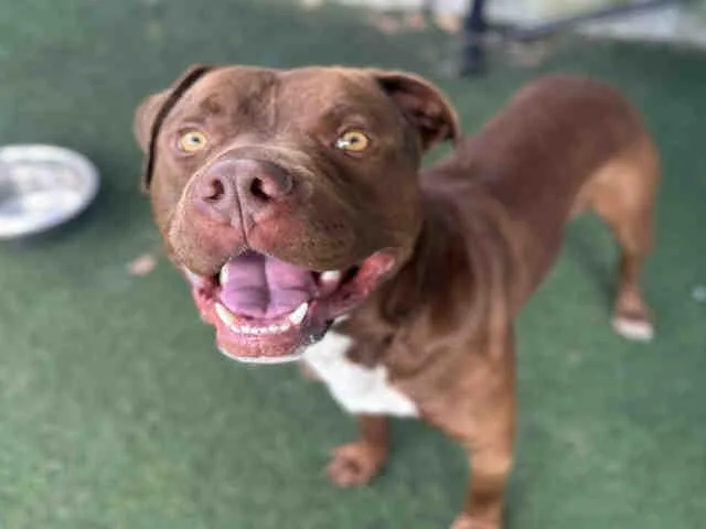 An adult medium-sized male Pit Bull Terrier dog named Cadbury for adoption in Bonita, CA