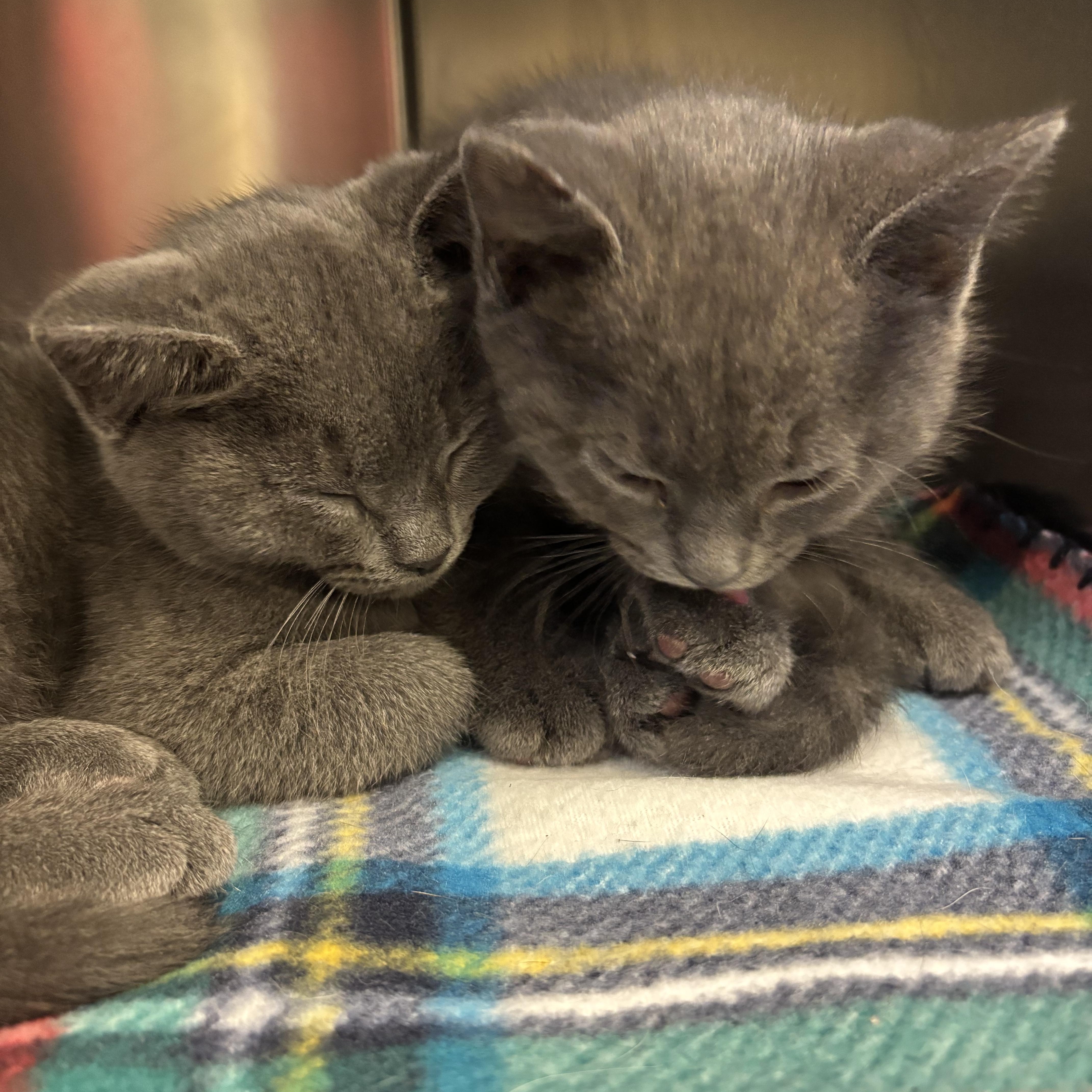 A baby small-sized male Domestic Short Hair cat named Udon for adoption in Topsham, ME