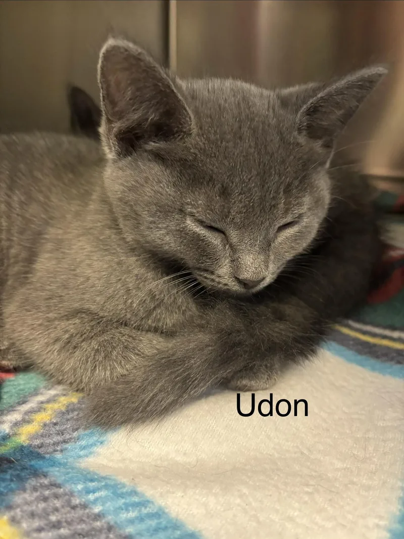 Udon thumbnail 2