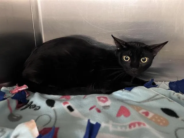 A young large-sized female Domestic Short Hair cat named Wendy for adoption in Kent, WA