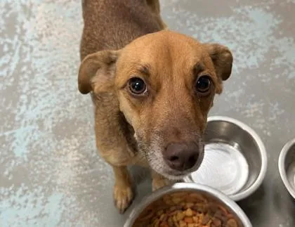 An adult small-sized female Brown / Chocolate Chihuahua dog named Bebe for adoption in Harlingen, TX