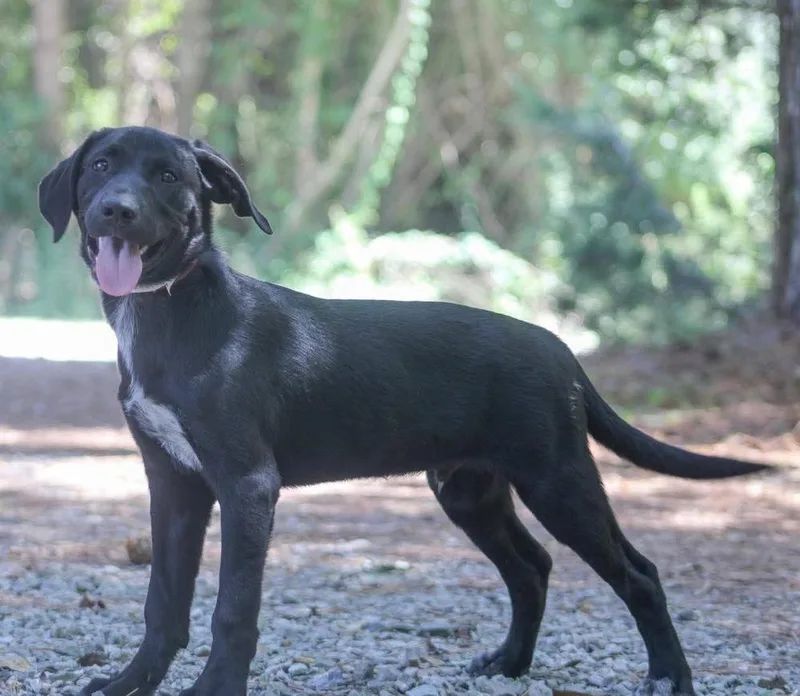 A baby medium-sized male Black Mixed Breed dog named Samson for adoption in Groveland, MA