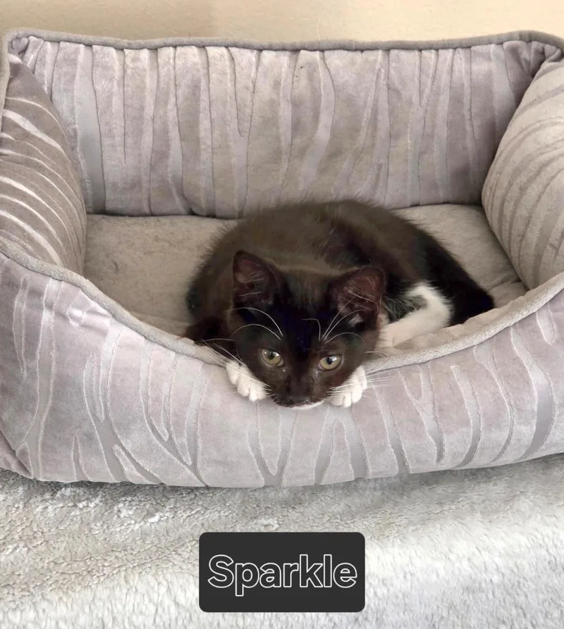 A baby medium-sized female Black & White / Tuxedo Domestic Short Hair cat named Sparkle for adoption in Hawthorne, CA