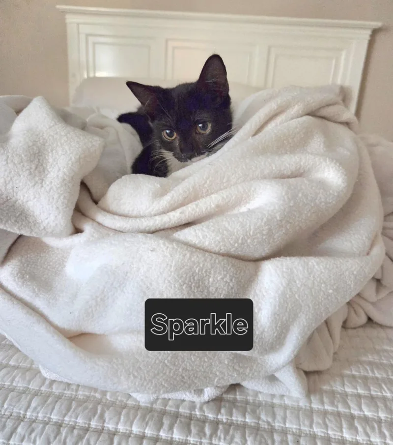 Sparkle thumbnail 2