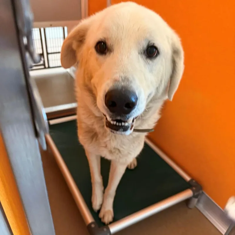 An adult large-sized male White / Cream Great Pyrenees dog named Alsan for adoption in Norman, OK