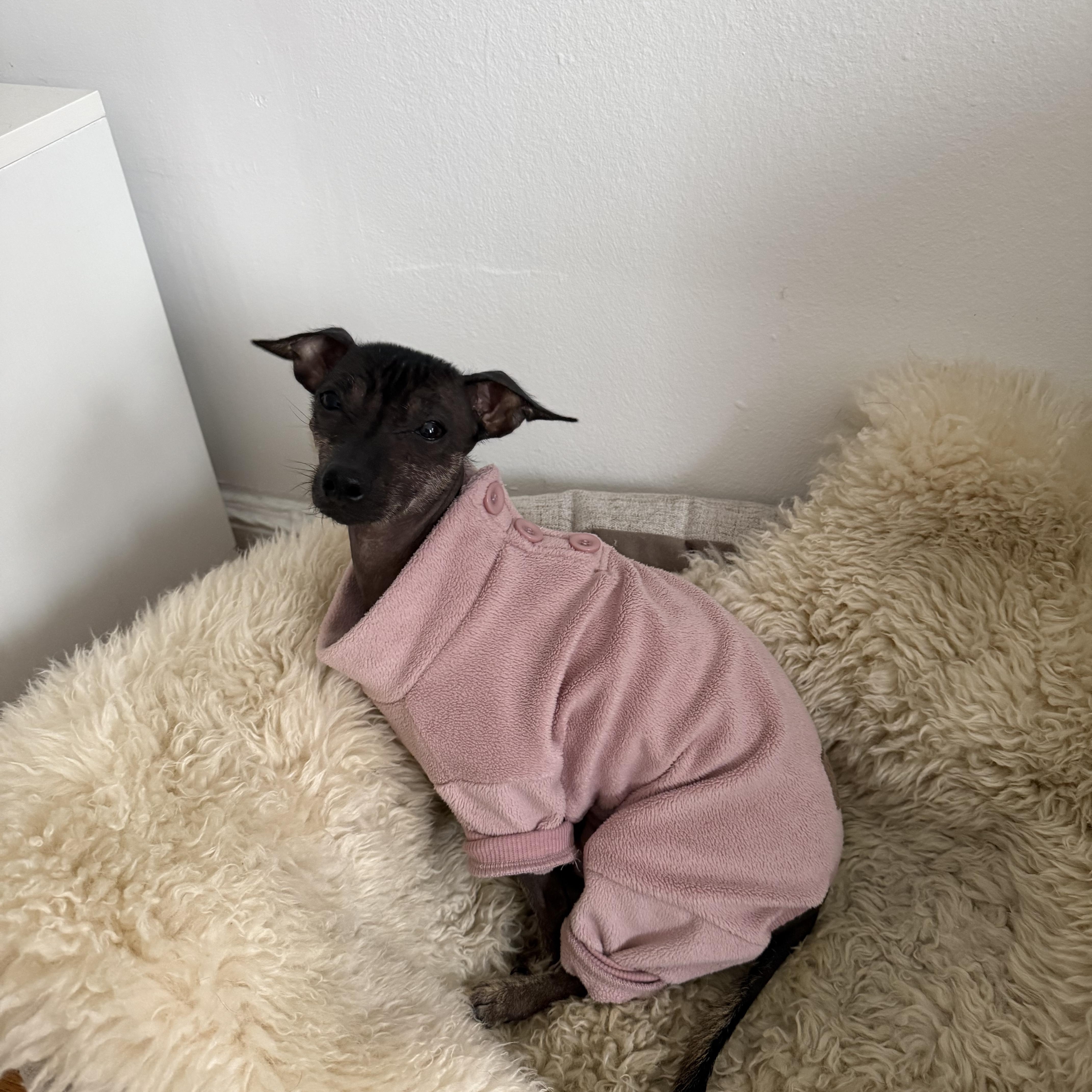 A young small-sized male Xoloitzcuintli / Mexican Hairless dog named Chunky for adoption in Brooklyn, NY
