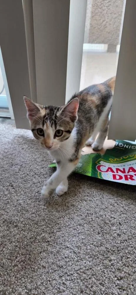 A baby medium-sized female Domestic Short Hair cat named Biscotti for adoption in Oceanside, CA