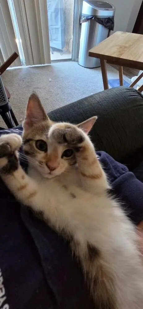 Biscotti thumbnail 2