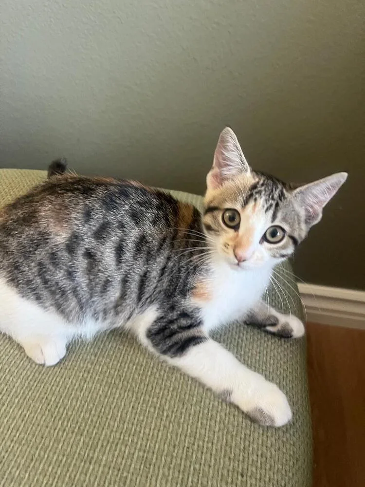 Biscotti thumbnail 4