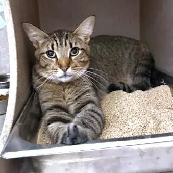 An adult medium-sized male Domestic Short Hair cat named Grogru for adoption in Washington, DC