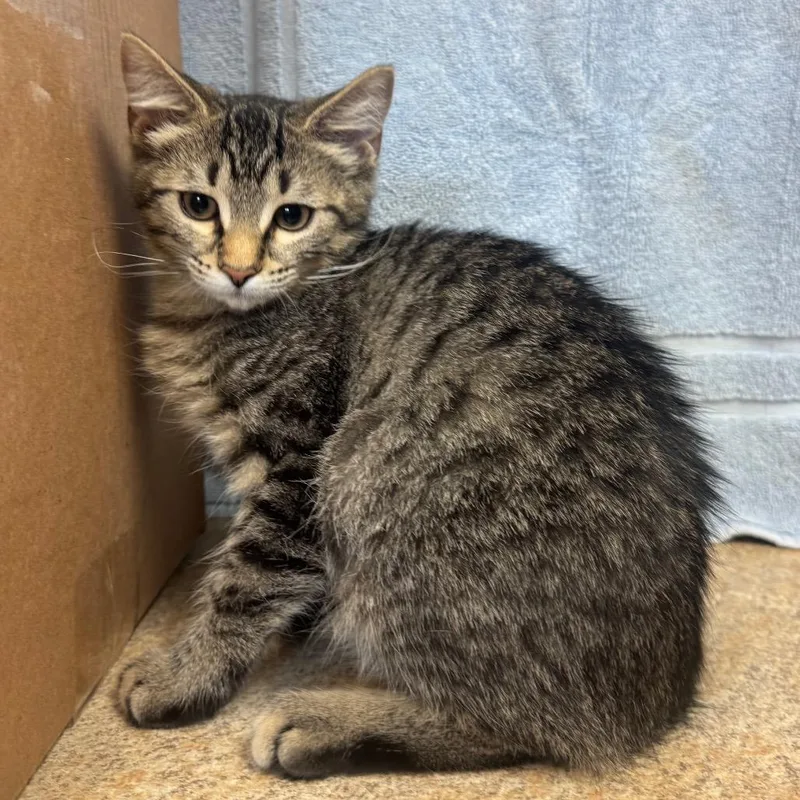 A baby small-sized female Domestic Short Hair cat named Yuengling for adoption in Easton, PA