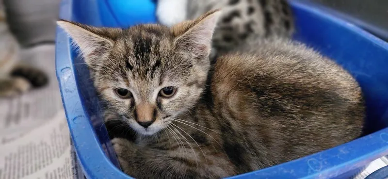 A baby small-sized female Domestic Short Hair cat named Pru for adoption in Henderson, NC