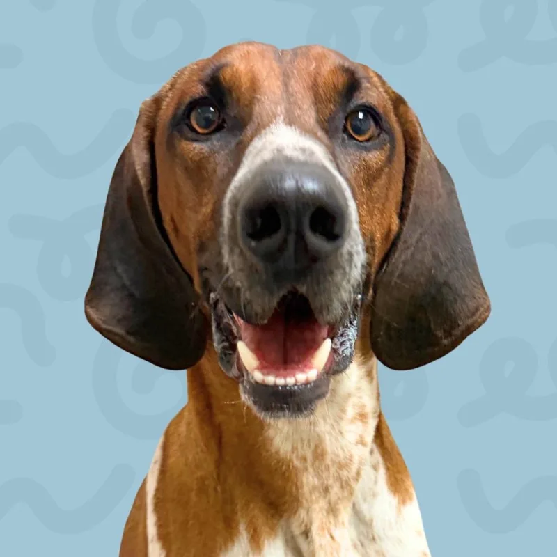 An adult large-sized male Brown / Chocolate Treeing Walker Coonhound dog named Ranger for adoption in Reno, NV