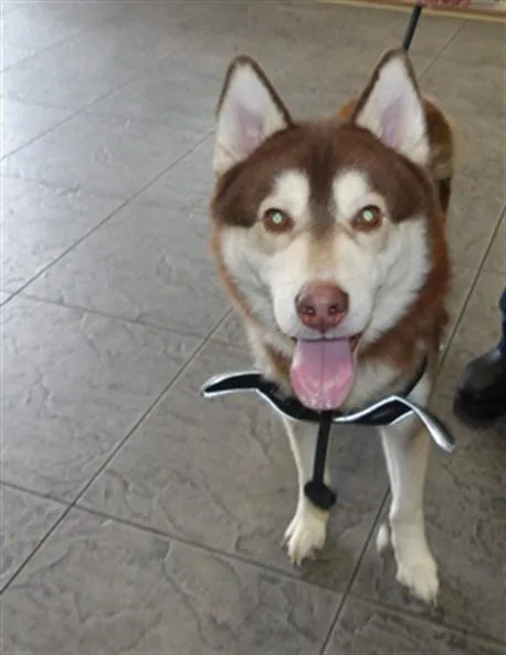 An adult large-sized male Siberian Husky dog named Timber for adoption in Los Angeles, CA