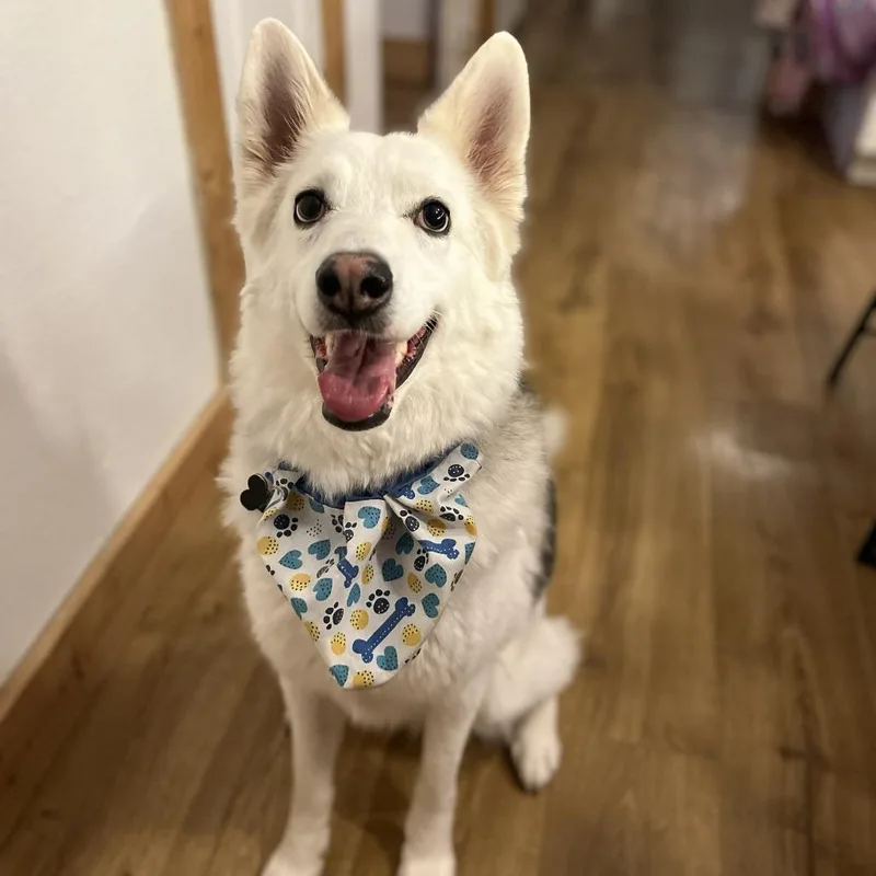 An adult medium-sized male White / Cream Husky dog named Rufus for adoption in Austin, TX