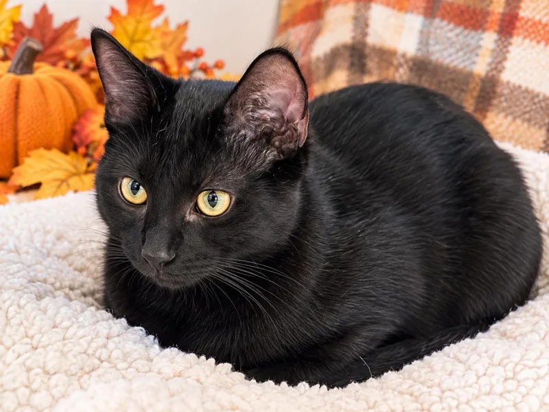 Midnight thumbnail 4