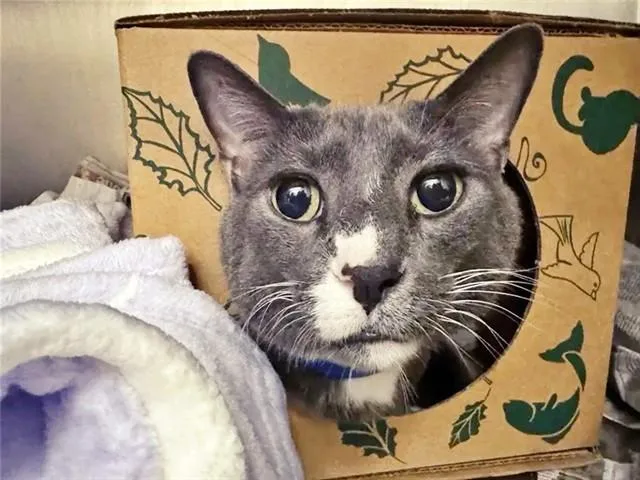 A young large-sized male Domestic Short Hair cat named Puppy for adoption in Saint Louis, MO