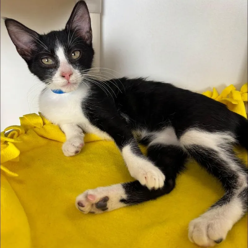 A baby small-sized male Black Domestic Medium Hair cat named TwoToed Tom for adoption in Hamburg, NY