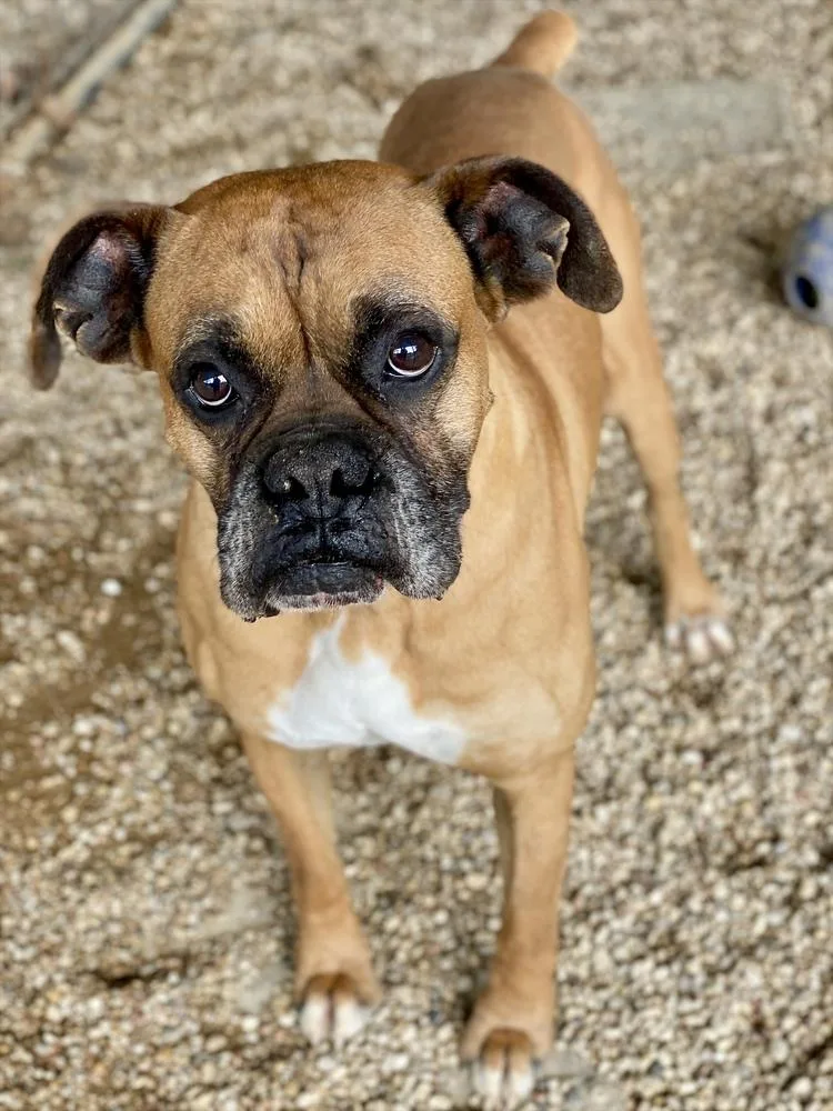 A senior medium-sized male Boxer dog named Waterford for adoption in Hewitt, TX