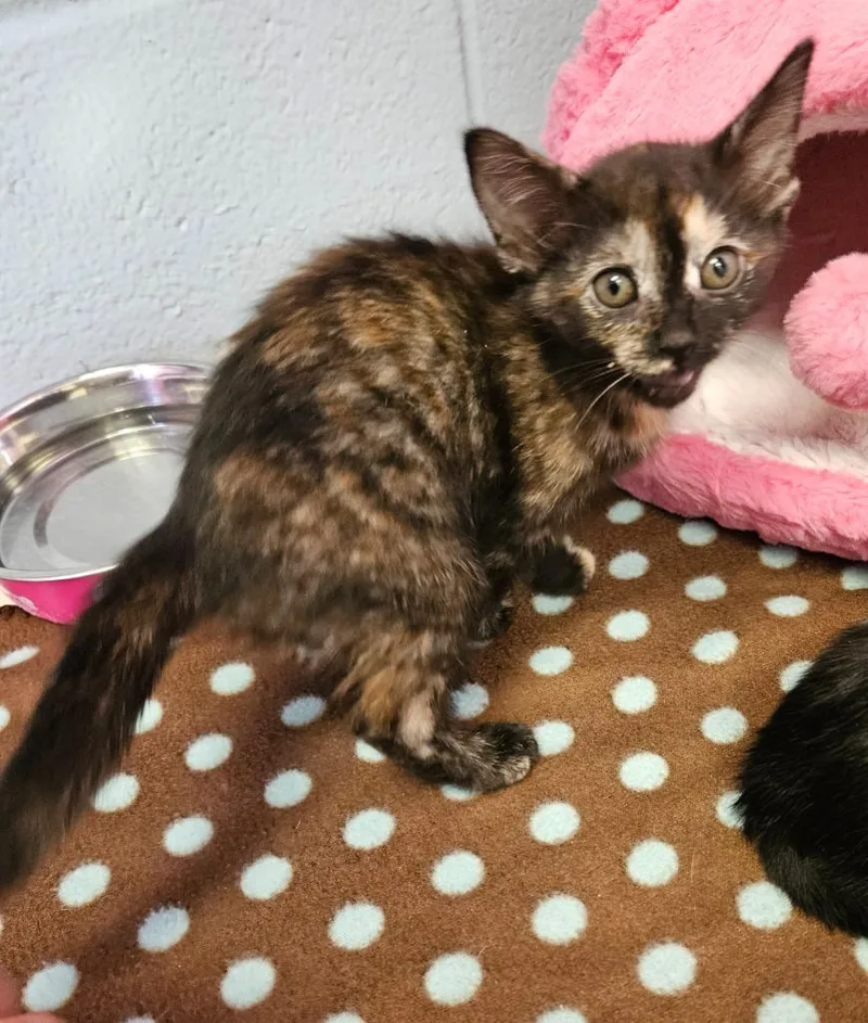 A baby small-sized female Domestic Short Hair cat named Garnet for adoption in Sherwood, AR