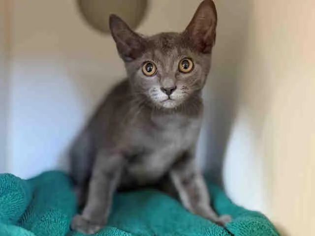 A baby medium-sized male Domestic Short Hair cat named Loki for adoption in Bonita, CA