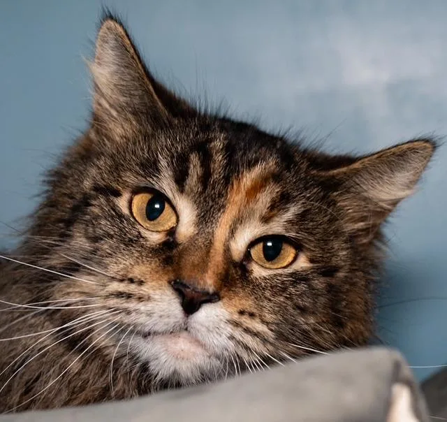 A young small-sized female Domestic Long Hair cat named Molly for adoption in Boston, MA