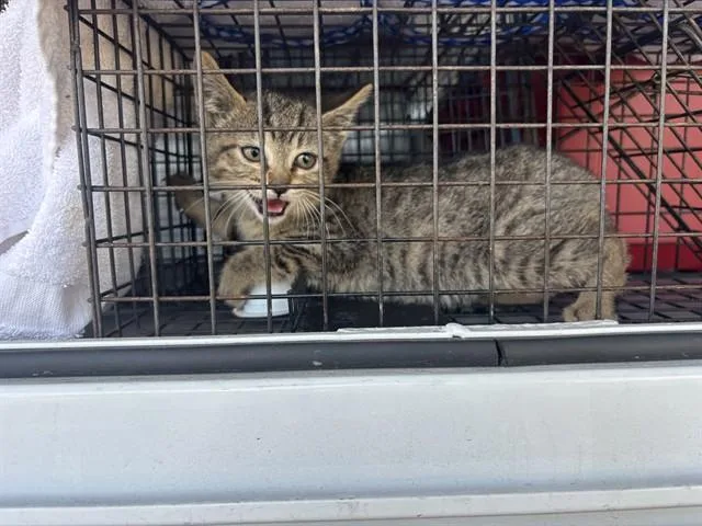 A baby small-sized female Domestic Short Hair cat named Conure for adoption in San Jose, CA