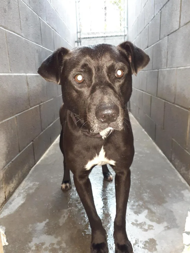 An adult medium-sized female Terrier dog named Sage for adoption in Florence, SC