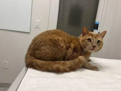 An adult large-sized male Buff / Tan / Fawn Domestic Short Hair cat named Roman for adoption in Kansas City, MO