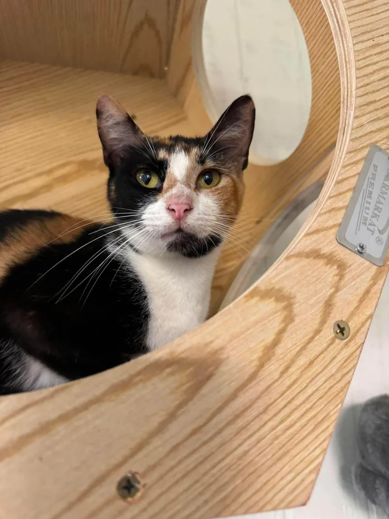 A baby medium-sized female Calico Domestic Short Hair cat named Jackie for adoption in Houston, TX