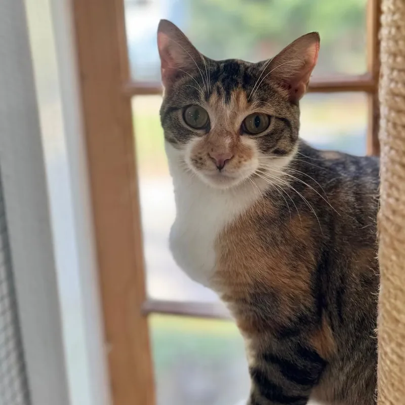 A young medium-sized female Torbie Domestic Short Hair cat named Angel Band for adoption in Fredericksburg, VA