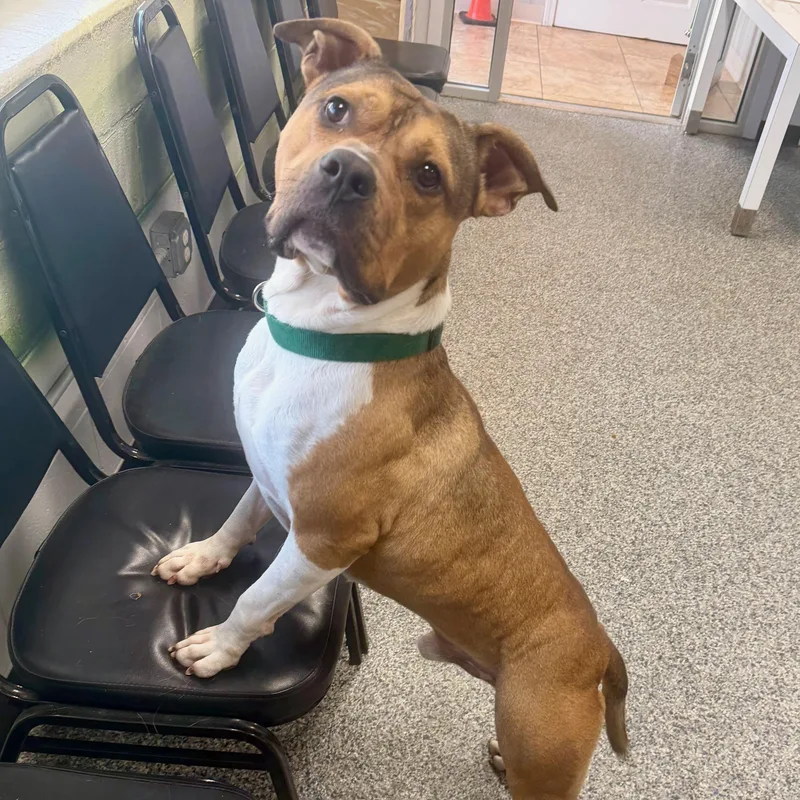 An adult medium-sized male Brown / Chocolate Mixed Breed dog named Ron Burgundy for adoption in Cranston, RI