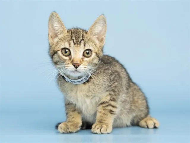 A baby small-sized female Domestic Short Hair cat named Tigress for adoption in Phoenix, AZ