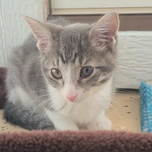 A baby small-sized female Tabby (Gray / Blue / Silver) Domestic Short Hair cat named Tiger Lily for adoption in Elizabeth, IL