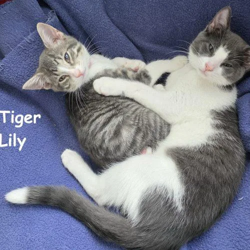 Tiger Lily thumbnail 3