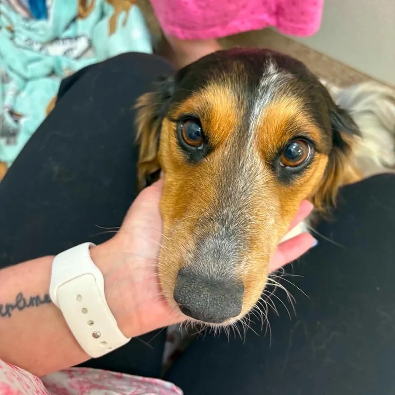 An adult medium-sized female Black Dachshund dog named Ducky for adoption in Washington, DC