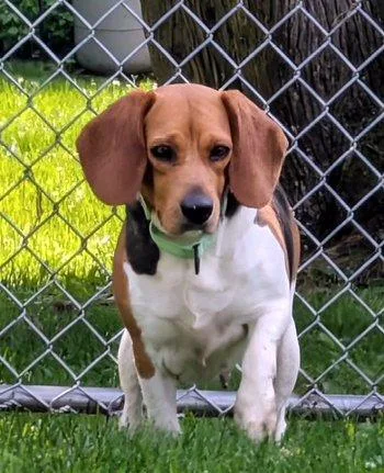 An adult small-sized female Tricolor (Brown, Black, & White) Beagle dog named Buttercup for adoption in Bedford Hills, NY