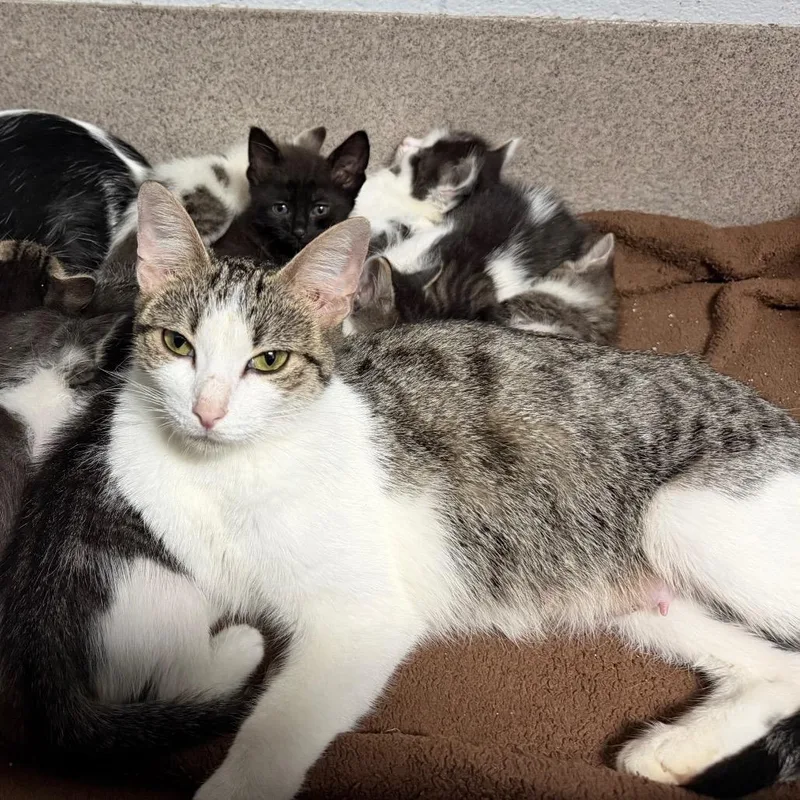 A young medium-sized female Domestic Short Hair cat named Delores for adoption in Clinton, IL